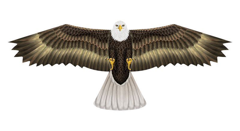 X-Kites Birds of Prey Weißkopfseeadler - Einleiner-Drachen/Kinderdrachen (1-Leiner) rtf (flugfertig) 50 cm x 122 cm braun/weiß