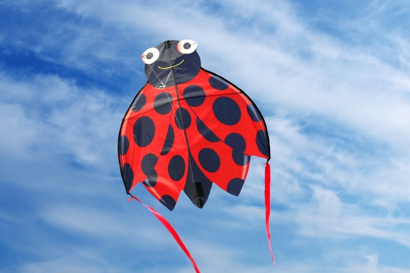 X-Kites SkyBugz Kites Marienkäfer - Einleiner-Drachen/Kinderdrachen (1-Leiner) rtf (flugfertig) 76 cm x 76 cm rot/schwarz