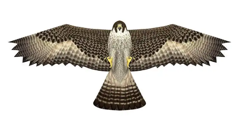 X-Kites Birds of Prey Falke - Einleiner-Drachen/Kinderdrachen (1-Leiner) rtf (flugfertig) 50 cm x 122 cm braun/weiß