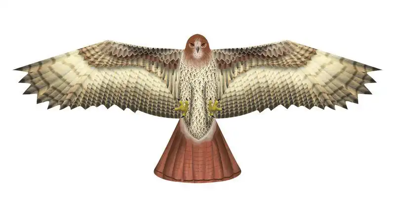 X-Kites Birds of Prey Bussard - X-Kites Birds of Prey - Einleiner-Drachen/Kinderdrachen (1-Leiner) rtf 50 cm x 122 cm braun/weiß