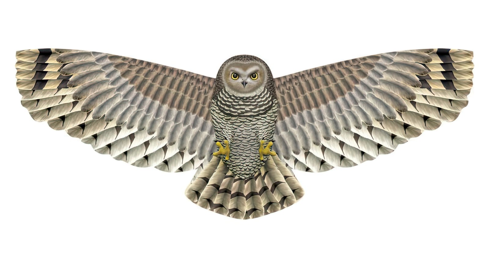 X-Kites Birds of Prey Eule - Einleiner-Drachen/Kinderdrachen (1-Leiner) rtf (flugfertig) 50 cm x 122 cm braun/weiß