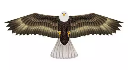 X-Kites Birds of Prey Weißkopfseeadler - Einleiner-Drachen/Kinderdrachen (1-Leiner) rtf (flugfertig) 50 cm x 122 cm braun/weiß