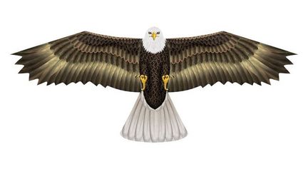 11111X-Kites Birds of Prey Weißkopfseeadler - Einleiner-Drachen/Kinderdrachen (1-Leiner) rtf (flugfertig) 50 cm x 122 cm braun/weiß